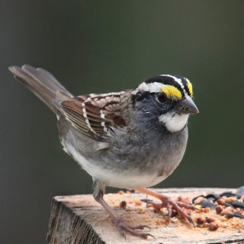 Zonotrichia Albicollis – White-Throated Sparrow