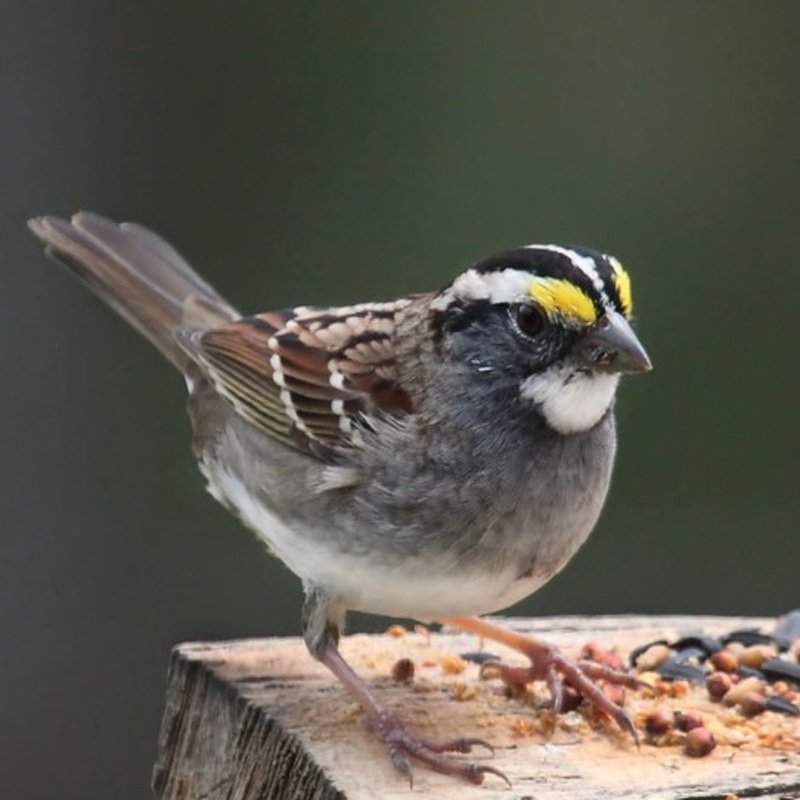 Zonotrichia Albicollis - White-Throated Sparrow in the United States