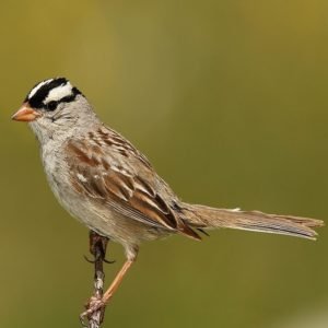 Zonotrichia Leucophrys - White-Crowned Sparrow