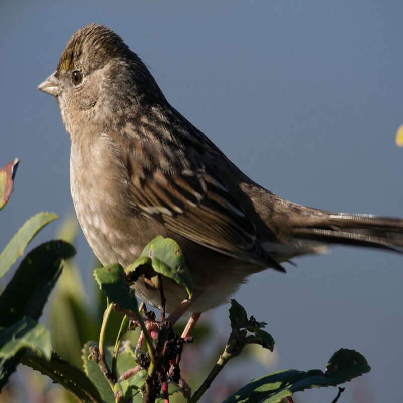 Zonotrichia Atricapilla – Golden-Crowned Sparrow