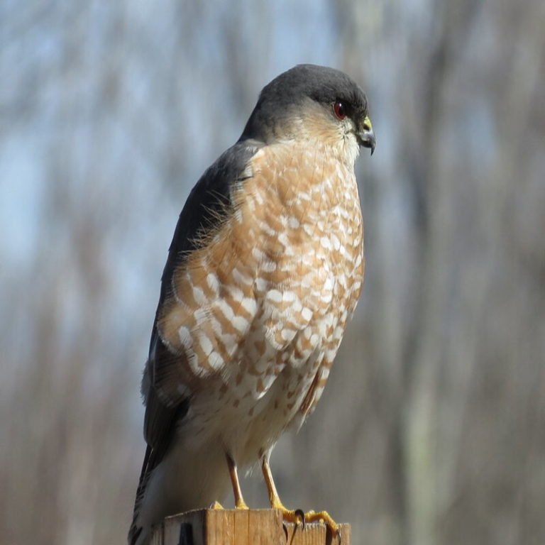 Accipiter Striatus - Sharp-Shinned Hawk - USA Birds