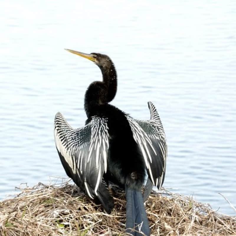 Anhinga Anhinga – Anhinga