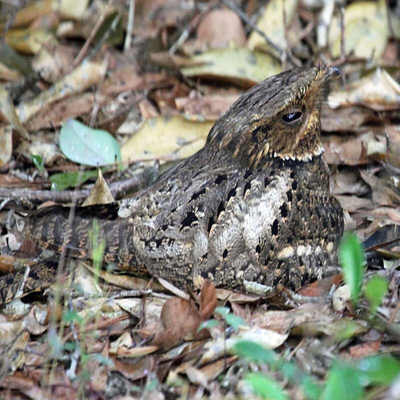 Antrostomus Carolinensis - Chuck-Will's-Widow that can be found in the United States