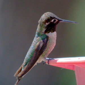 Archilochus Alexandri - Black-Chinned Hummingbird in the United States