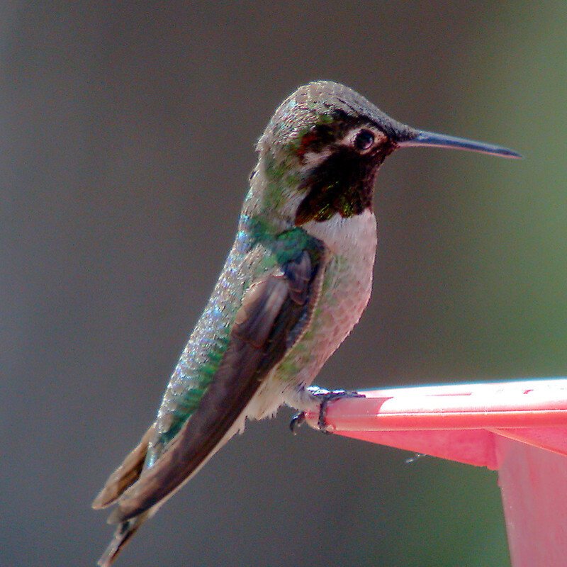 Archilochus Alexandri – Black-Chinned Hummingbird
