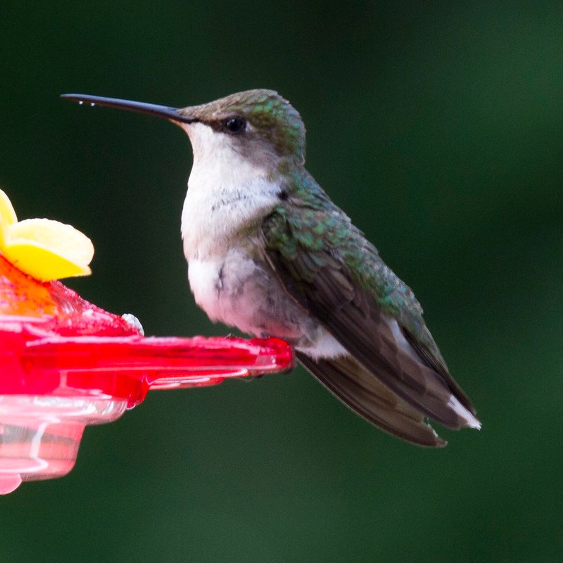 Archilochus Colubris –  Ruby-Throated Hummingbird