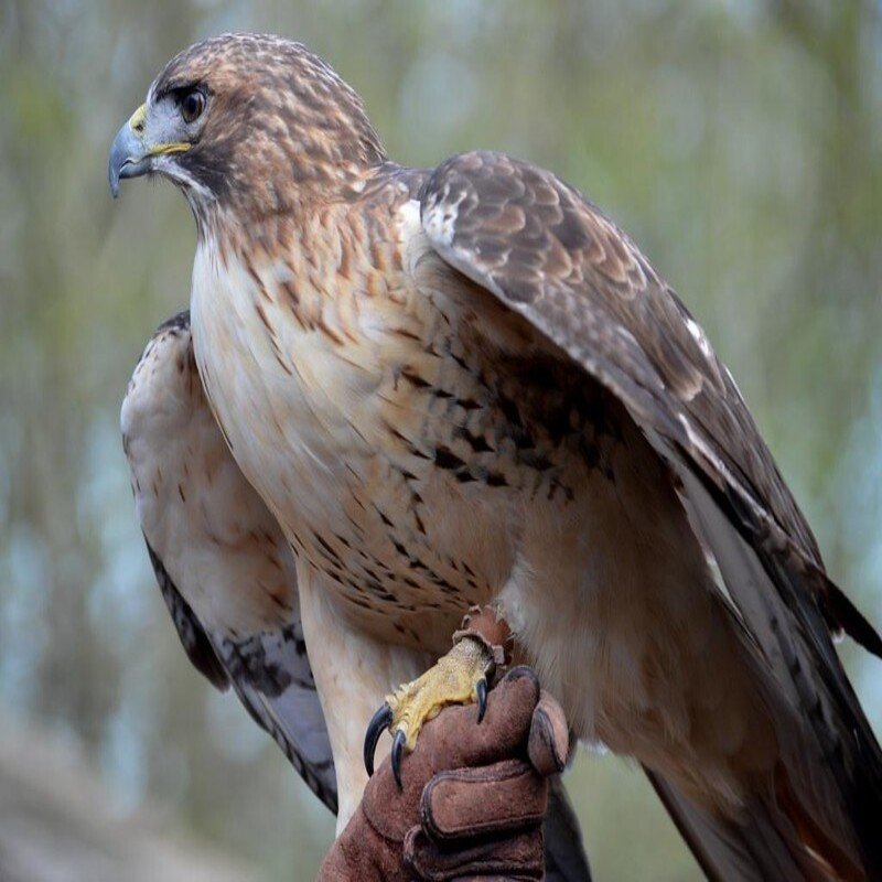 Buteo Jamaicensis - Red-Tailed Hawk