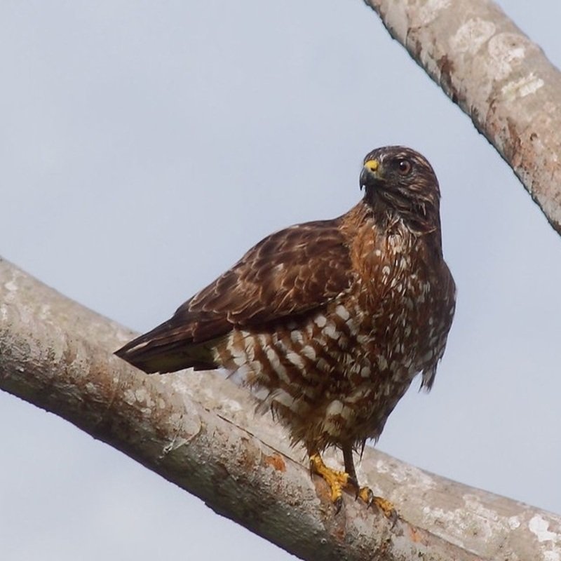 Buteo Platypterus – Broad-Winged Hawk