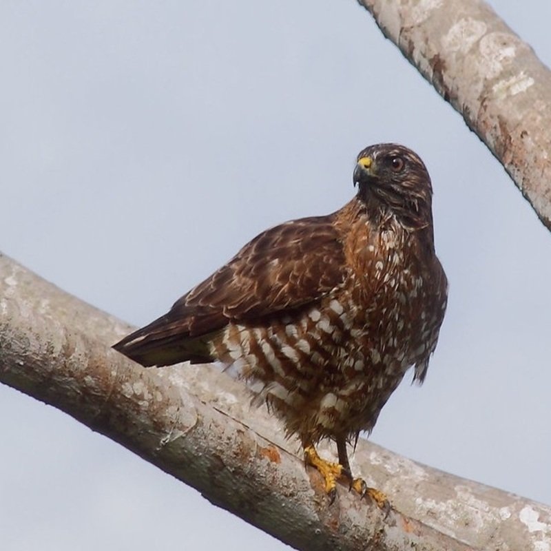 Buteo Platypterus - Broad-Winged Hawk