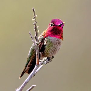 Calypte Anna - Anna's hummingbird