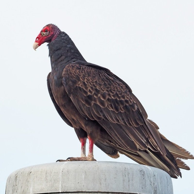Cathartes Aura – Turkey Vulture