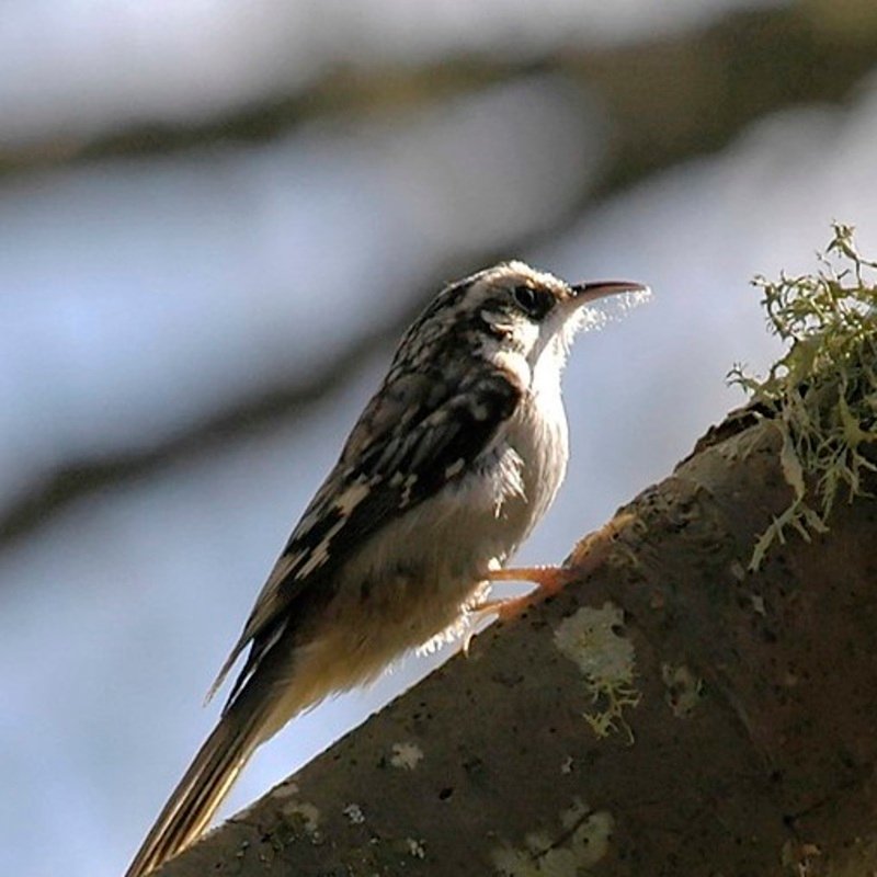 Certhia Americana - Brown Creeper in the United States