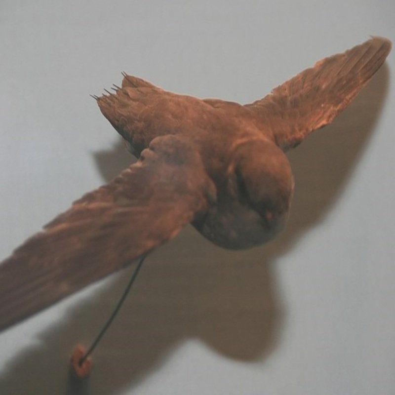 Chaetura Pelagica – Chimney Swift