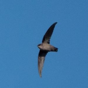Chaetura Vauxi - Vaux's Swift in the US