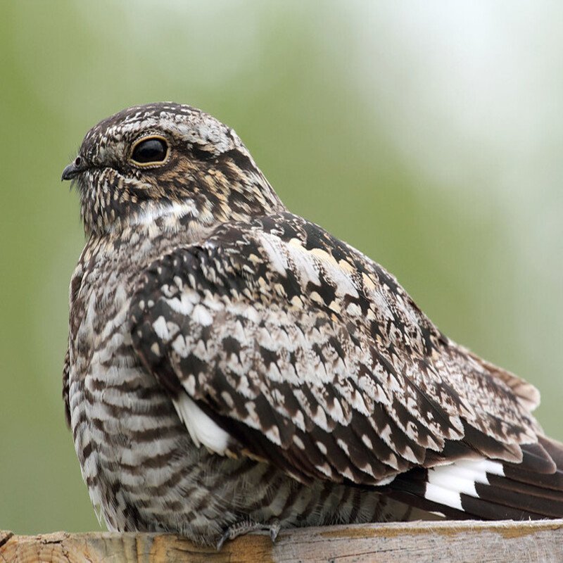 Chordeiles Minor - Common Nighthawk in the US