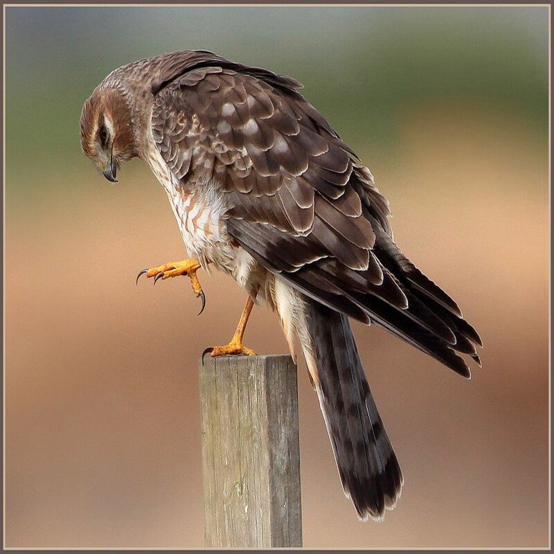 Circus Hudsonius – Northern Harrier