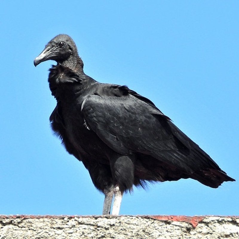 Coragyps Atratus - Black Vulture in the US