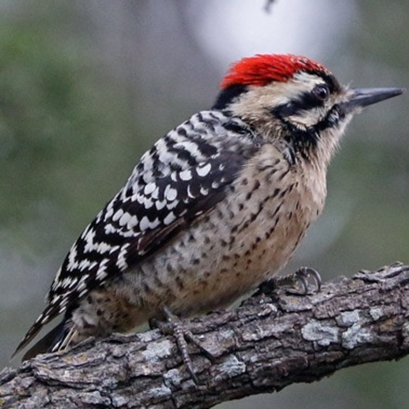 Dryobates Scalaris - Ladder-Backed Woodpecker