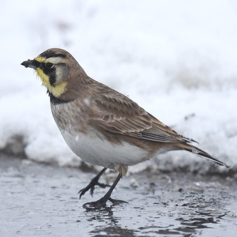 Eremophila Alpestris - Horned Lark in the US