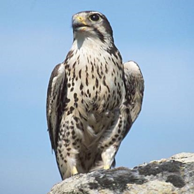 Falco Mexicanus - Prairie Falcon in the US