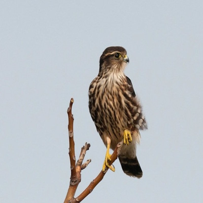 Falco columbarius – Merlin
