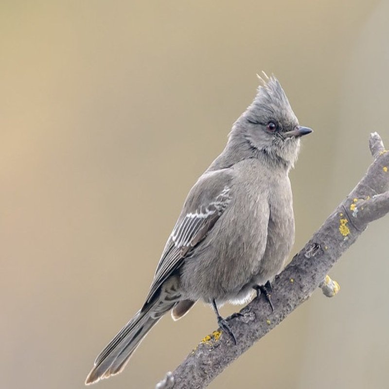 Female Phainopepla nitens - Phainopepla in California USA