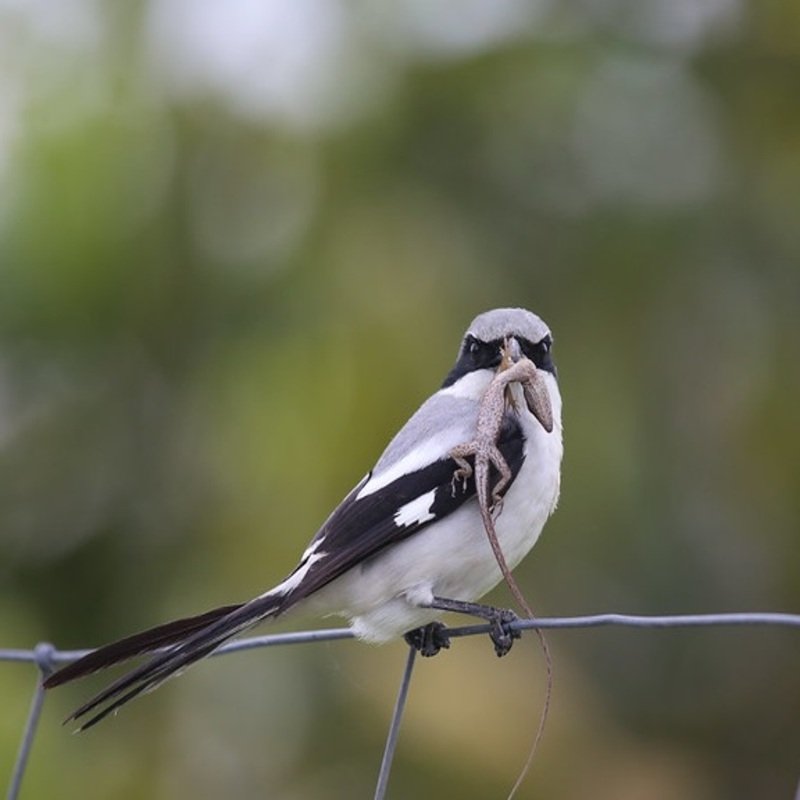 Lanius Borealis - Northern Shrike