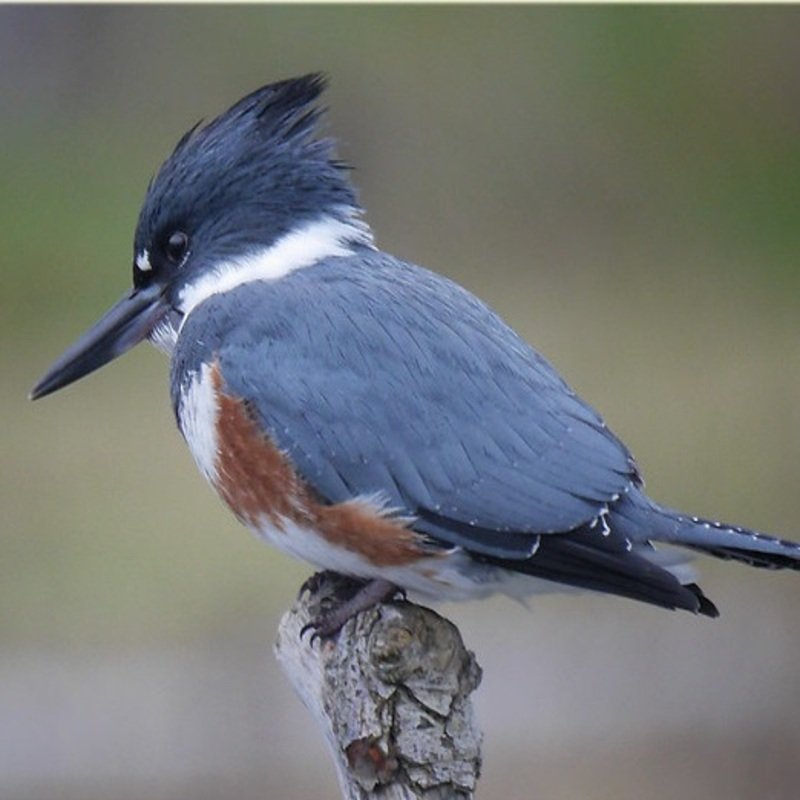 Megaceryle Alcyon - Belted Kingfisher in the US