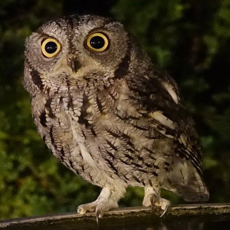 Megascops Kennicottii – Western Screech Owl