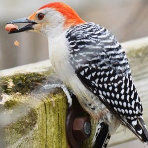 Melanerpes carolinus - Red-bellied woodpecker with red crown like