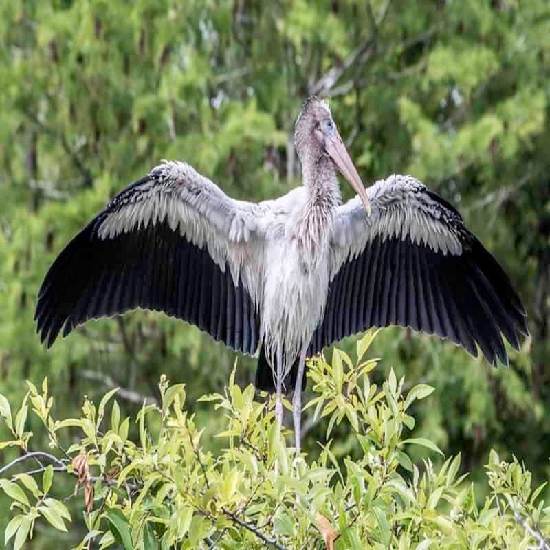 Mycteria Americana - Wood Stork in the US