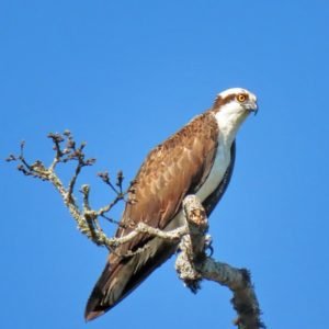 Pandion haliaetus - Osprey in the US