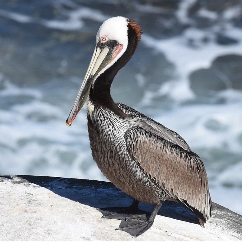 Pelecanus Occidentalis – Brown Pelican