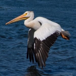 Pelecanus erythrorhynchos - American white pelican in the US