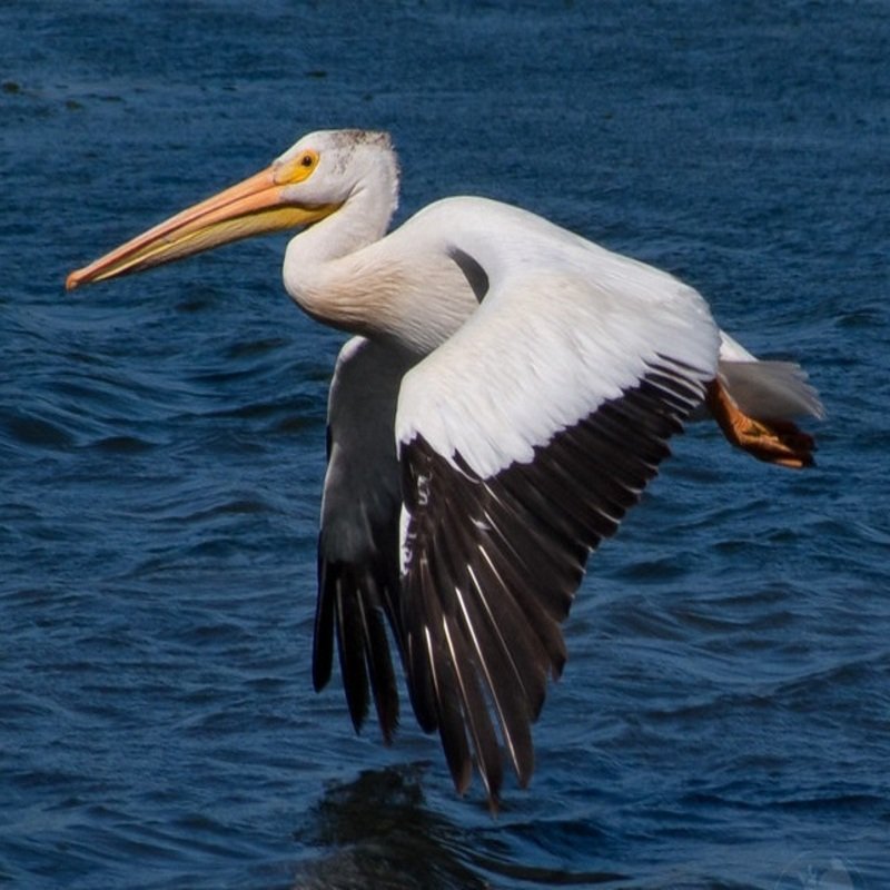 Pelecanus Erythrorhynchos – American White Pelican