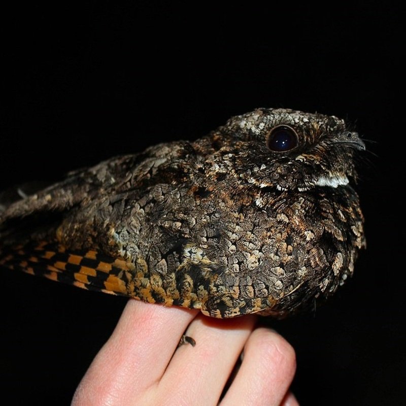 Phalaenoptilus nuttallii - Common Poorwill found in the United States