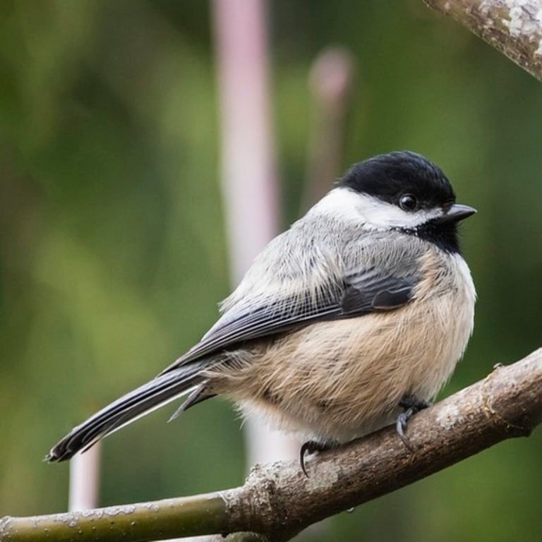 Poecile Atricapillus - Black-Capped Chickadee - USA Birds