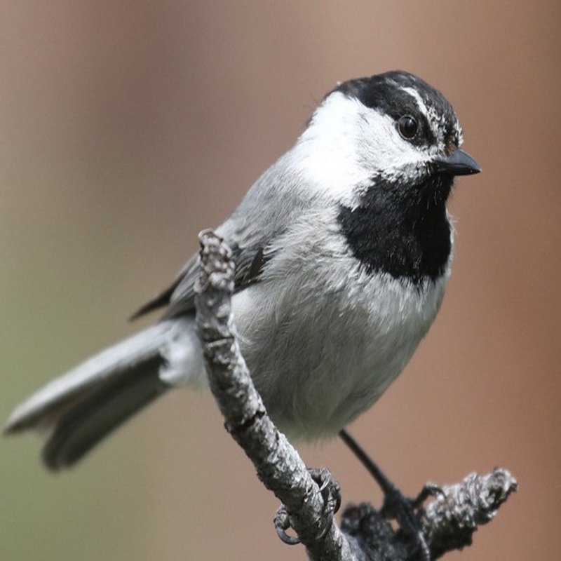 Poecile Gambeli - Mountain Chickadee