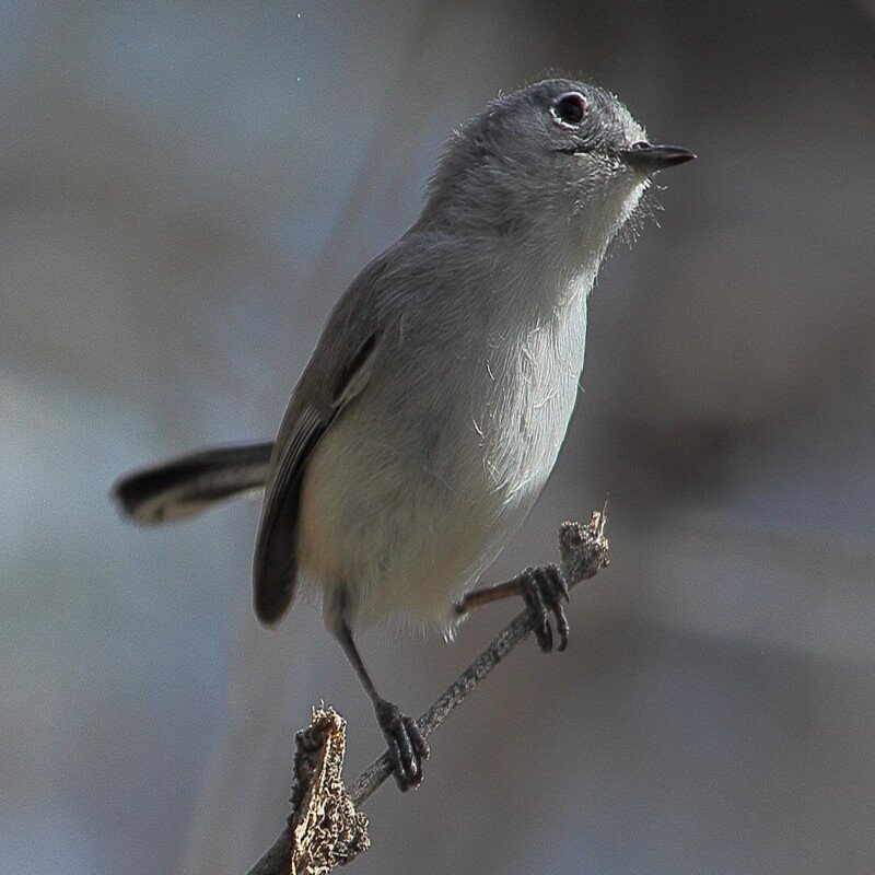 black tailed gnatcatcher