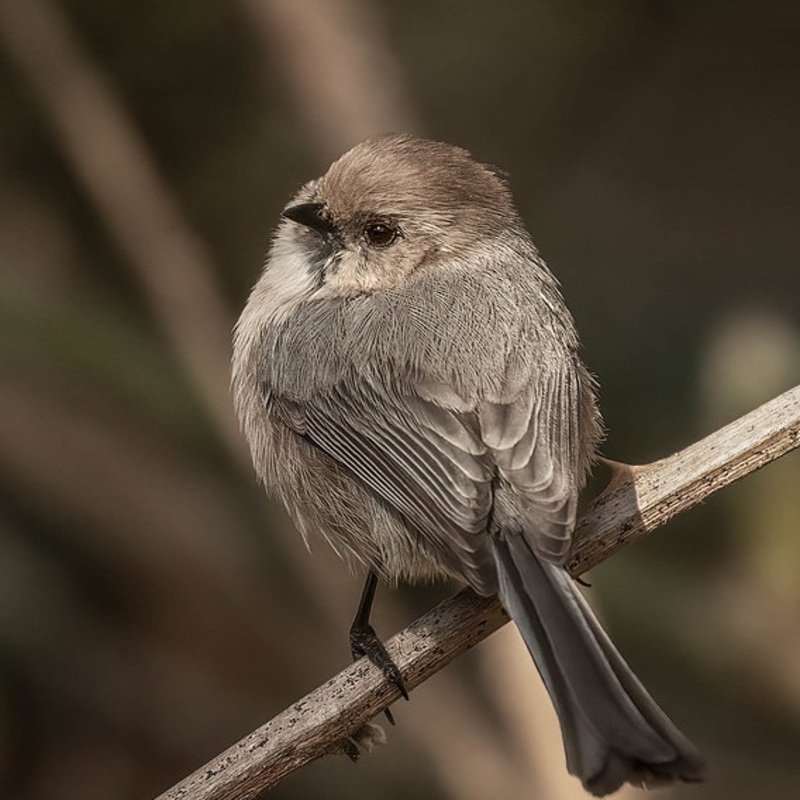 Psaltriparus Minimus - Bushtit in the US