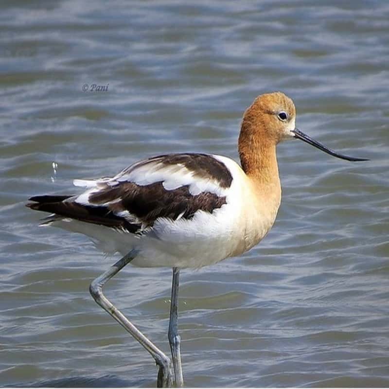Recurvirostra Americana - American Avocet in the United States