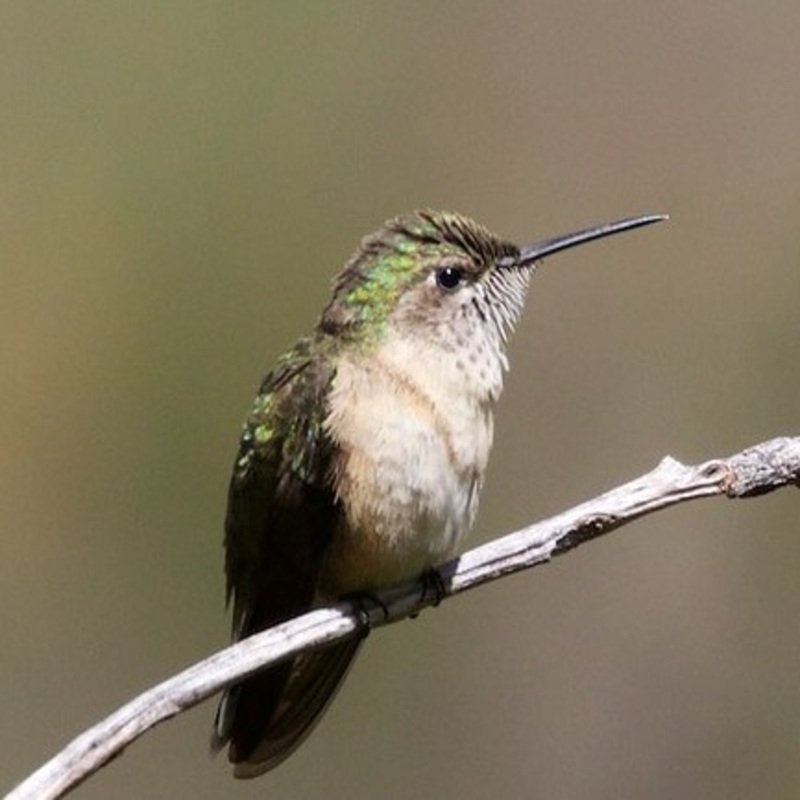 Selasphorus Calliope – Calliope Hummingbird