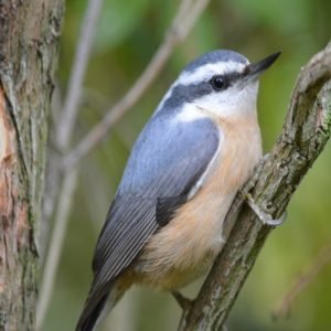 Sitta canadensis - Red-breasted nuthatch in the United States