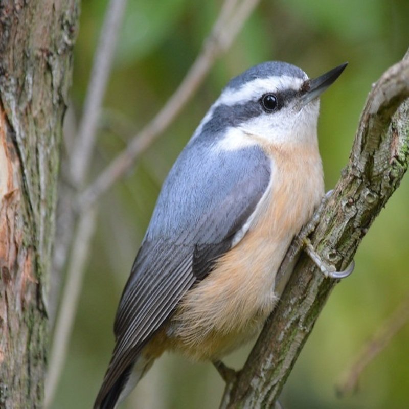 Sitta Canadensis – Red-Breasted Nuthatch