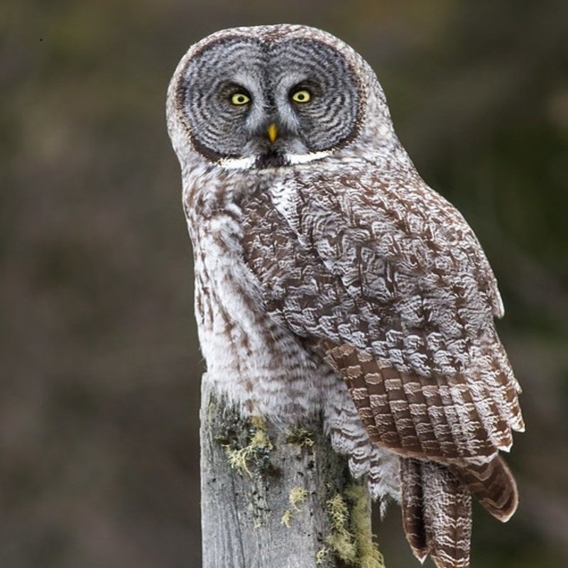 Strix nebulosa - Great gray owl in the United States