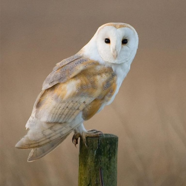 Tyto Alba - Barn Owl - USA Birds