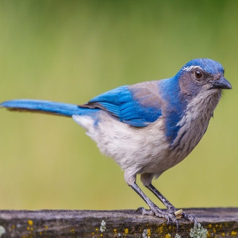 Aphelocoma Californica - California Scrub-Jay found in the coastal area of western US