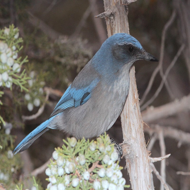 Aphelocoma Woodhouseii - Woodho found in western part of the US