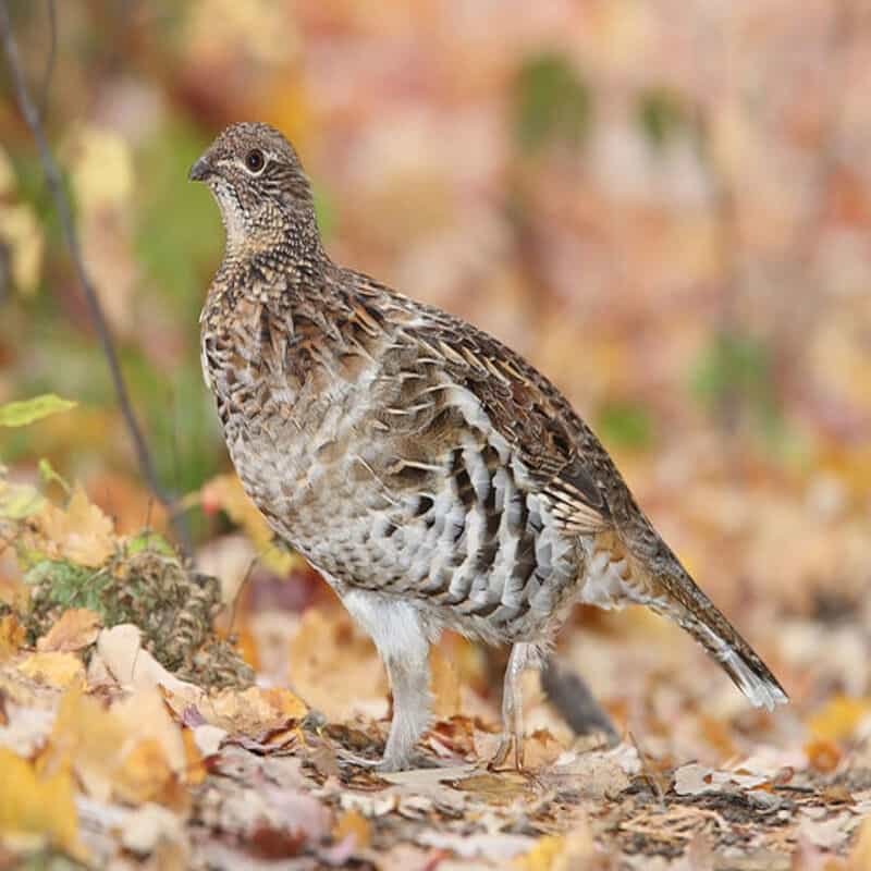 Bonasa Umbellus – Ruffed Grouse