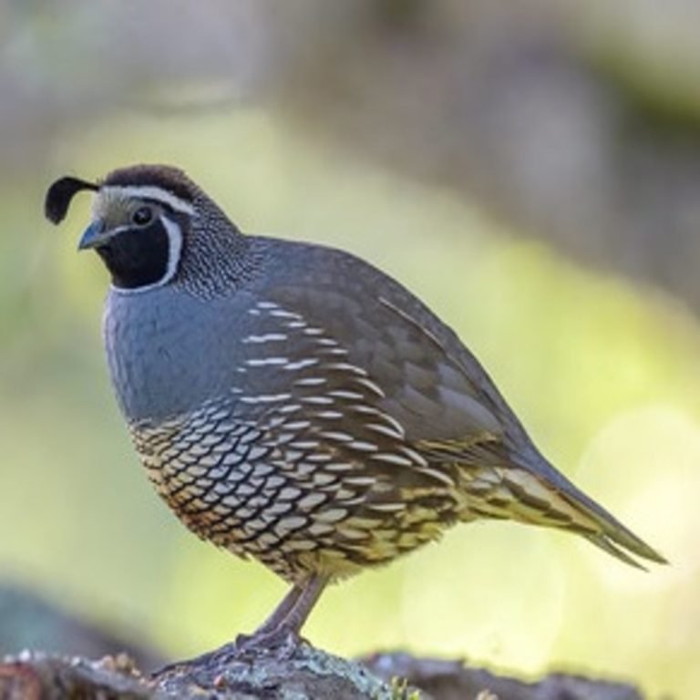 Callipepla Californica - California Quail - USA Birds